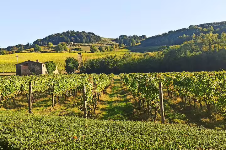 Sunlit Chianti vineyard framed by golden hills and farmhouse, captured on a private Tuscany wine tasting and lunch experience