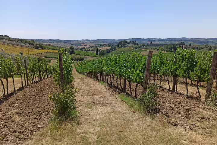Sunlit Chianti vineyard rows stretching over rolling Tuscan hills, visited on a private afternoon wine farm tour in Italy