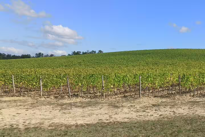 Expansive green Chianti vineyard under a bright blue Tuscan sky, seen during a private afternoon tour of two wine estates