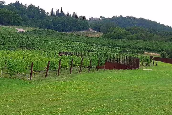 Lush Chianti vineyard rows stretching across rolling green hills, featured on a private Tuscany walking tour with wine tasting