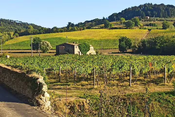 Sunlit Chianti vineyard with rustic stone farmhouse and green hills, showcasing Tuscan landscape on a private wine tasting tour