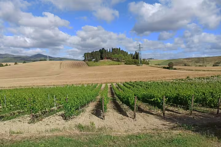 Rolling Chianti hills with neat vineyard rows and cypress-topped farmhouse, seen on a private Tuscany wine tour