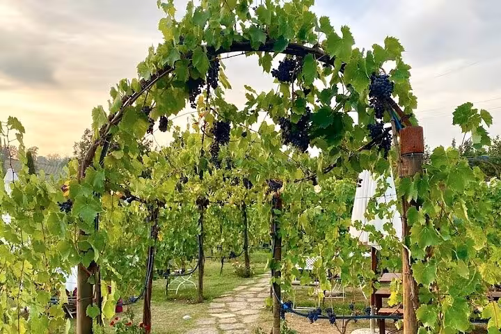 Lush Chianti vineyard with ripe grapes under a picturesque sunset, ideal for a private wine tasting tour in Tuscany.