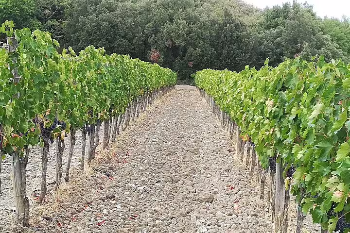 Neat rows of Chianti grapevines in a rustic Tuscan vineyard, part of the three-cellar tasting and lunch experience