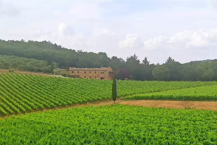 Lush Chianti vineyards and rustic farmhouse near San Gimignano on a scenic half-day Tuscan wine experience