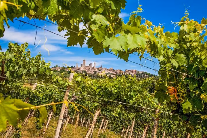 Experience the lush vineyards of Chianti with a picturesque view of San Gimignano in the background.