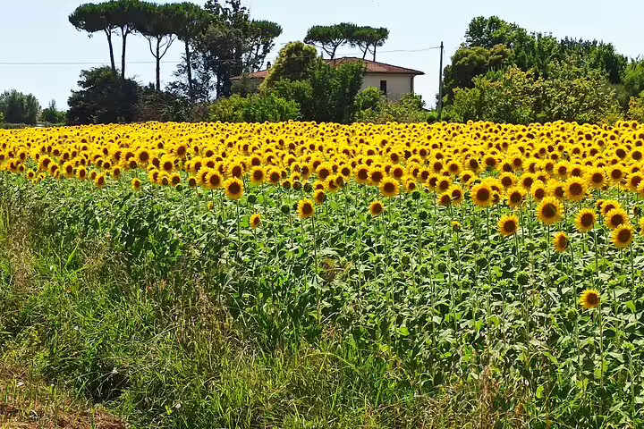 Vast sunflower field near a Tuscan farmhouse along the Chianti hills, visited on a private afternoon wine tour