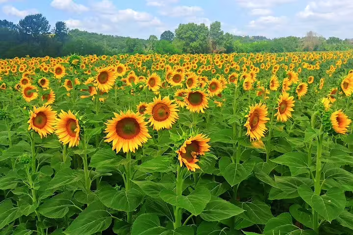 Vast sunflower field in the Tuscan countryside, a scenic stop on the Chianti private afternoon wine tour