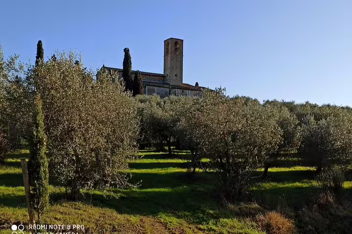 Sunlit olive grove and historic stone abbey on rolling Chianti hills seen during a private Tuscany wine tour