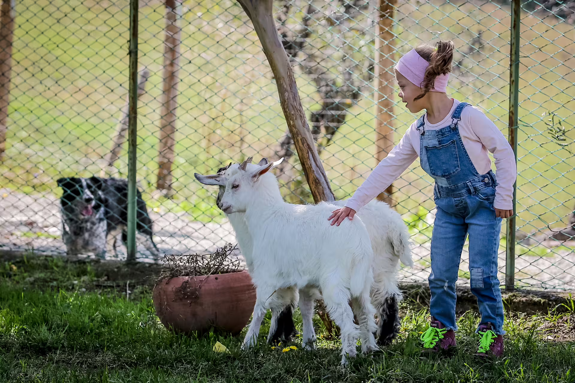 Child petting a white goat at San Leo Cashmere farm experience, hands-on animal encounter in Italy