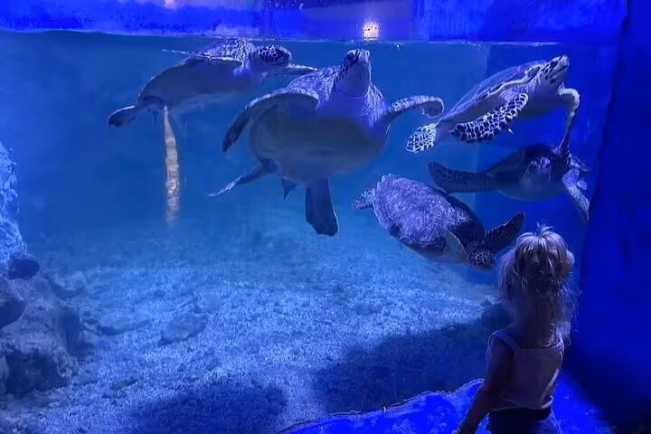 Child watching sea turtles in Hurghada Grand Aquarium tank on discovery tour with entry tickets and transfers