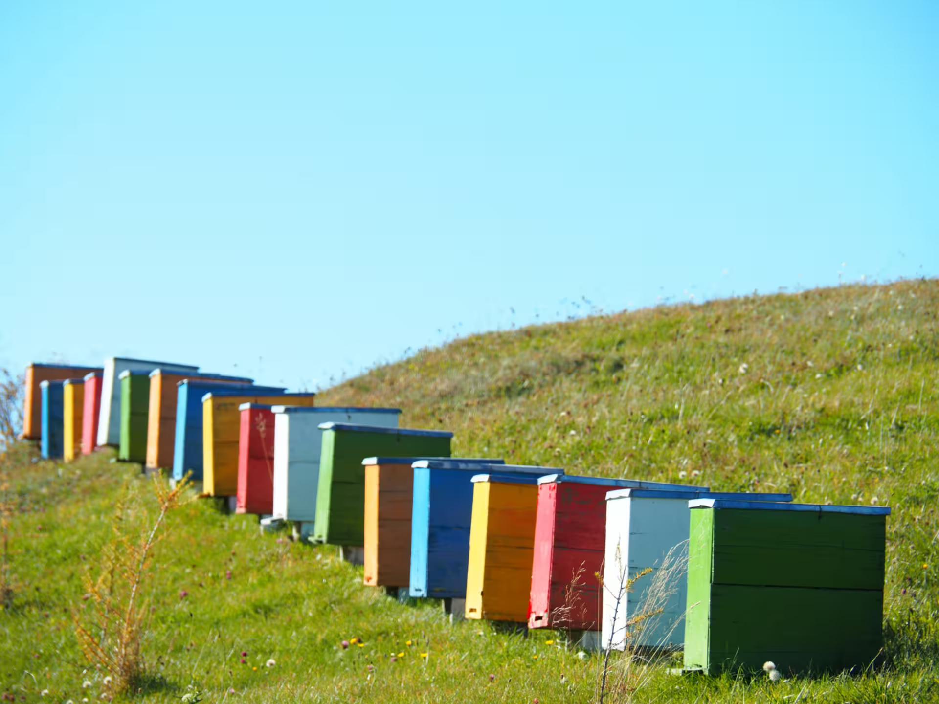 Colorful wooden beehives in a row on a green hillside under a clear blue sky in rural Romania