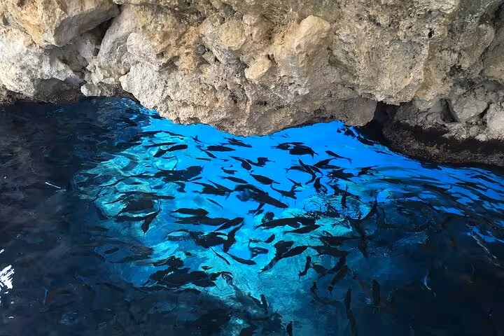 Fish swimming in crystal-clear sea cave water in Corfu, unique nature stop on a private Corfu tour