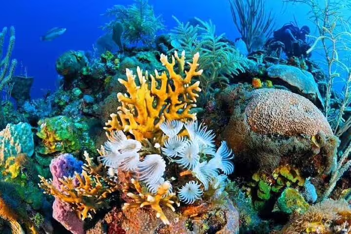 Colorful Red Sea coral reef at 3 Pools National Park, Dahab, ideal snorkeling spot on a day tour from Sharm El Sheikh