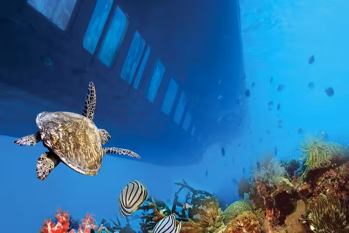 Sea turtle and reef fish beside Royal Seascope submarine windows on Dahab Red Sea underwater tour