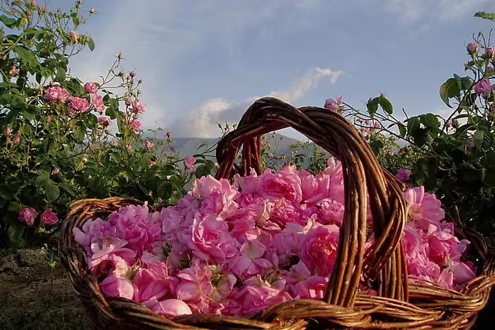 Basket of Damask roses in Kelaat M'Gouna on 3-day private desert tour from Marrakech to Merzouga