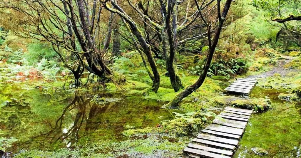 Wooden boardwalk through a mossy, flooded forest on the Dark Mysteries full-day walking tour
