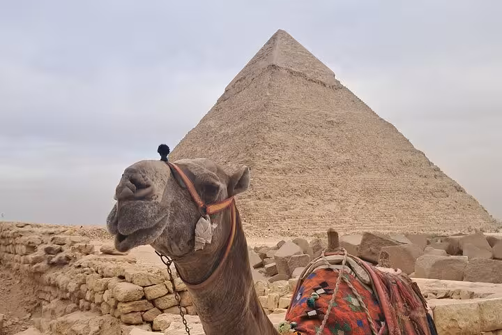 Decorated camel standing near the Great Pyramid in Egypt.