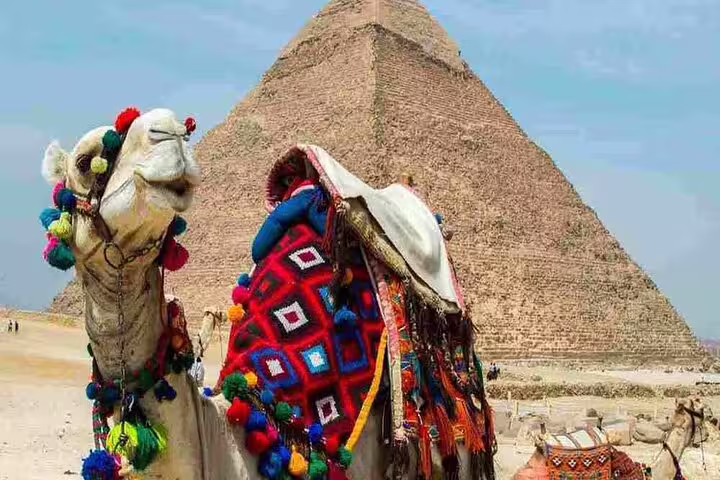Decorated camel beside the Great Pyramid at Giza, Egypt, on a private 3-hour pyramids and Sphinx camel tour