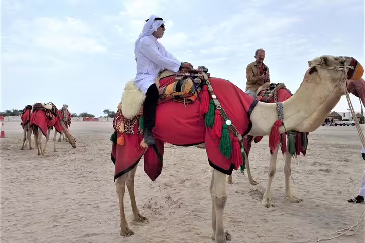 Camels adorned in vibrant decorations ready for a desert safari in North Qatar's cultural heritage tour.
