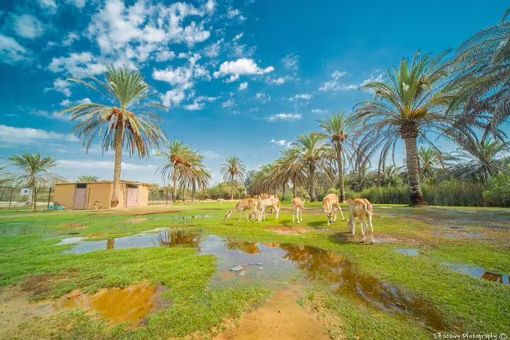Deer grazing among palm trees at Africano Park Alexandria on a private safari day trip from Cairo