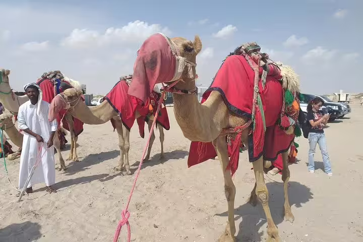 Camels adorned in traditional attire ready for a desert safari experience, showcasing authentic Arabian culture.