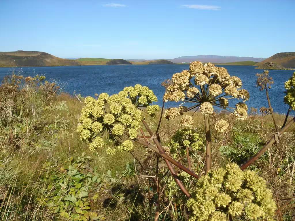 Angelica plants in foreground with volcanic lake and hills on Diamond Circle tour from Akureyri