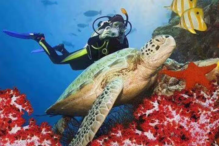 Diver swimming beside sea turtle and reef life in Ras Mohamed National Park on VIP boat snorkeling tour