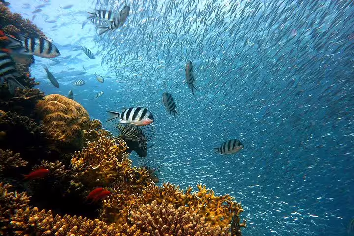 School of fish over colorful coral reef in Hurghada Red Sea, perfect for intro scuba diving and snorkeling