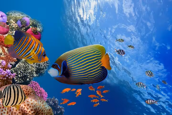 Colorful coral reef fish at Samadai Reef Dolphin House, Marsa Alam snorkeling trip in the Red Sea