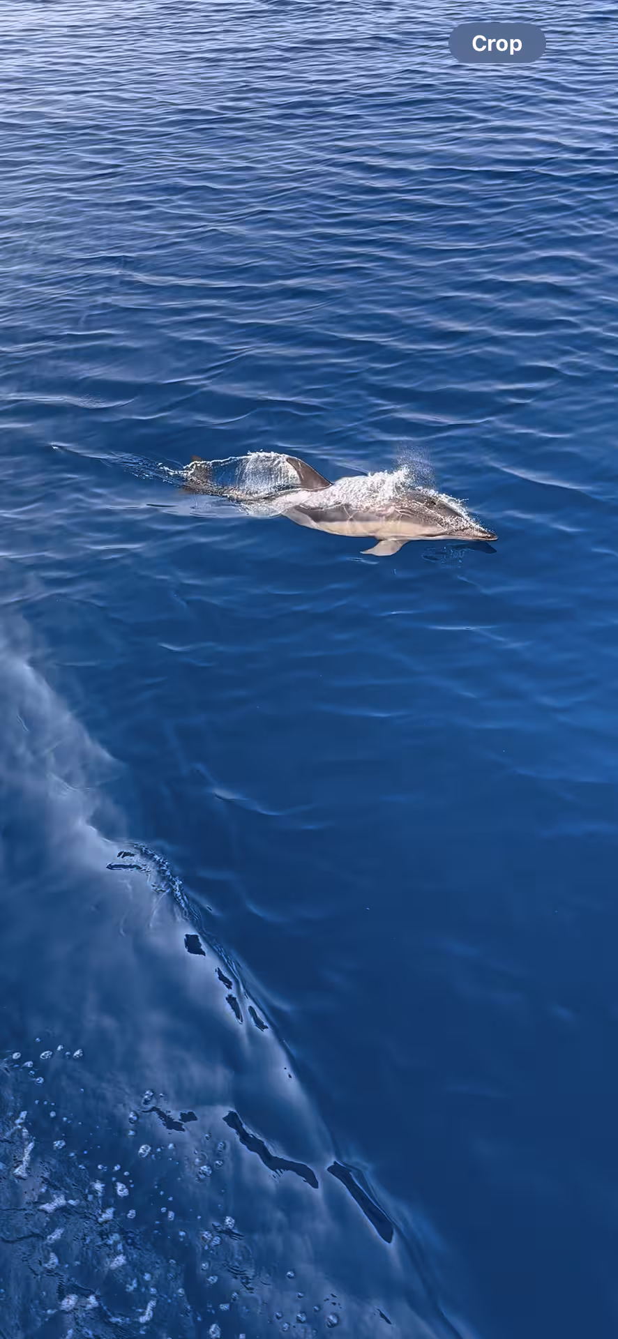 Dolphin Morning tour close-up of a dolphin surfacing beside the boat in clear blue sea water