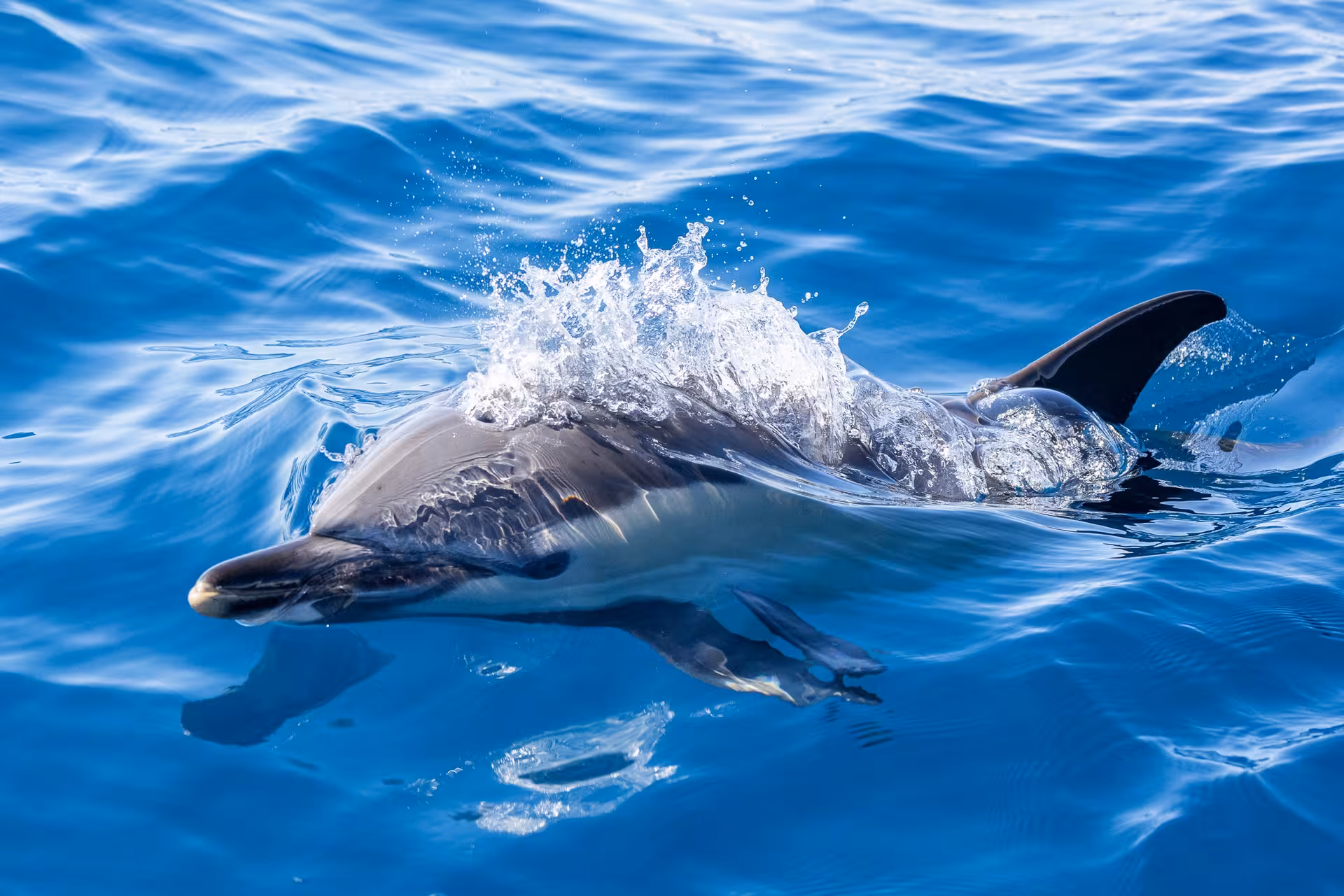 Dolphin surfacing in clear blue ocean on full-day maritime experience cruise with lunch and wildlife watching