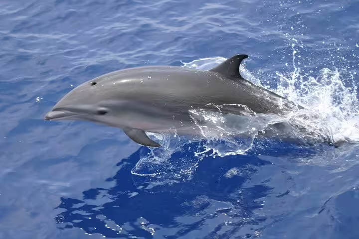 Dolphin surfacing beside the boat in Hurghada Dolphin House VIP snorkeling tour on the Red Sea