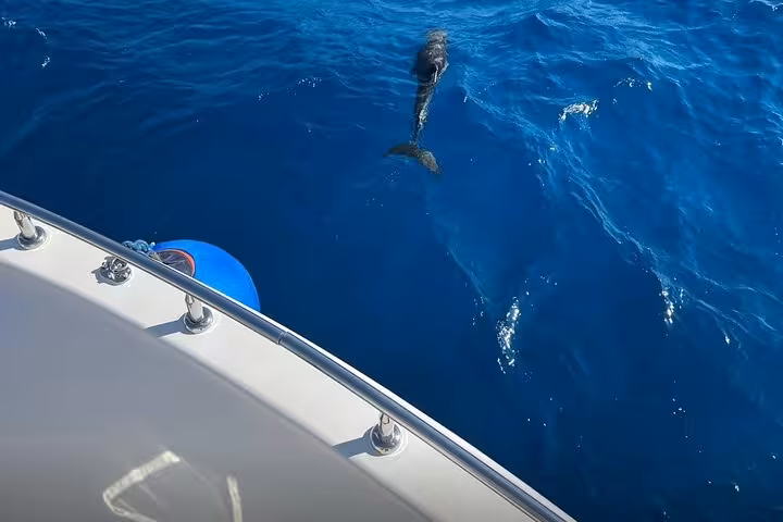 Dolphin swimming beside VIP cruise yacht in Sharm El Sheikh on Ras Mohammed and White Island snorkeling tour