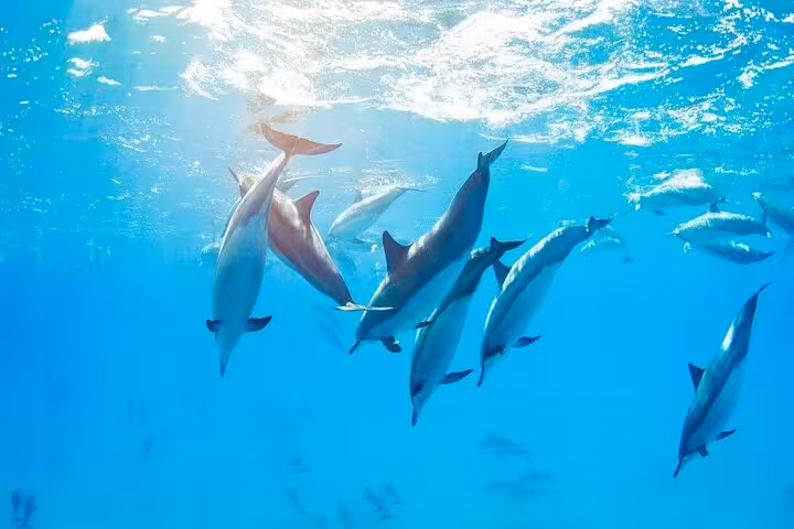 Pod of dolphins gliding underwater at Dolphin House Hurghada, ideal for swim with dolphins tour