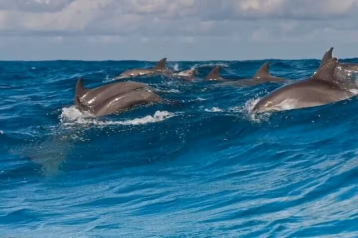 Pod of dolphins swimming in the Red Sea off Hurghada during VIP snorkeling and water sports boat trip
