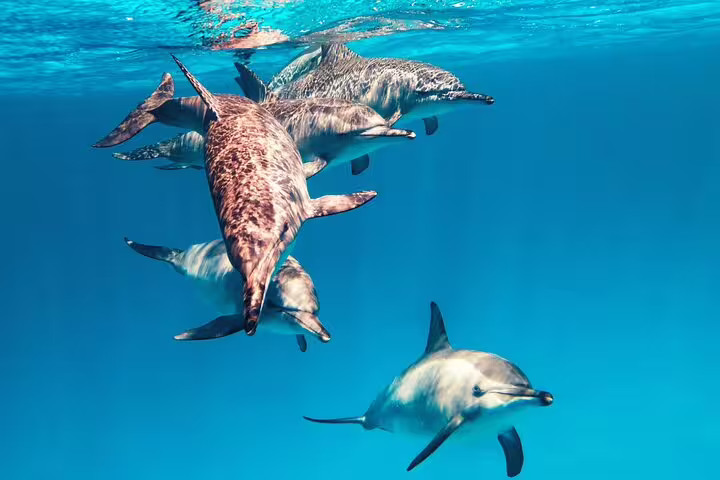 Wild dolphins swimming underwater at Sataya Reef, Marsa Alam, on VIP boat snorkeling day trip in Egypt