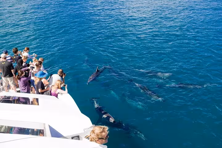 Boat guests spotting wild dolphins beside the yacht on Dolphin House snorkeling trip in Hurghada, Red Sea Egypt