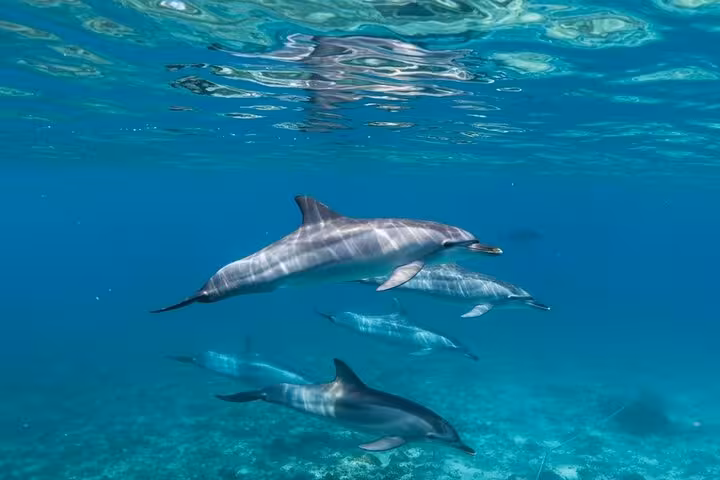 Wild dolphins gliding beneath the surface at Dolphin House, Hurghada, Red Sea snorkeling and swim trip