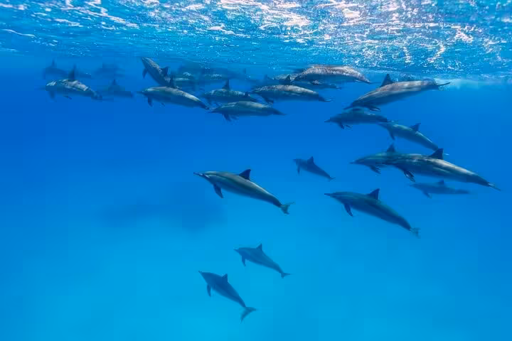 Pod of wild dolphins cruising in clear Red Sea water on Dolphin House snorkeling trip from Hurghada