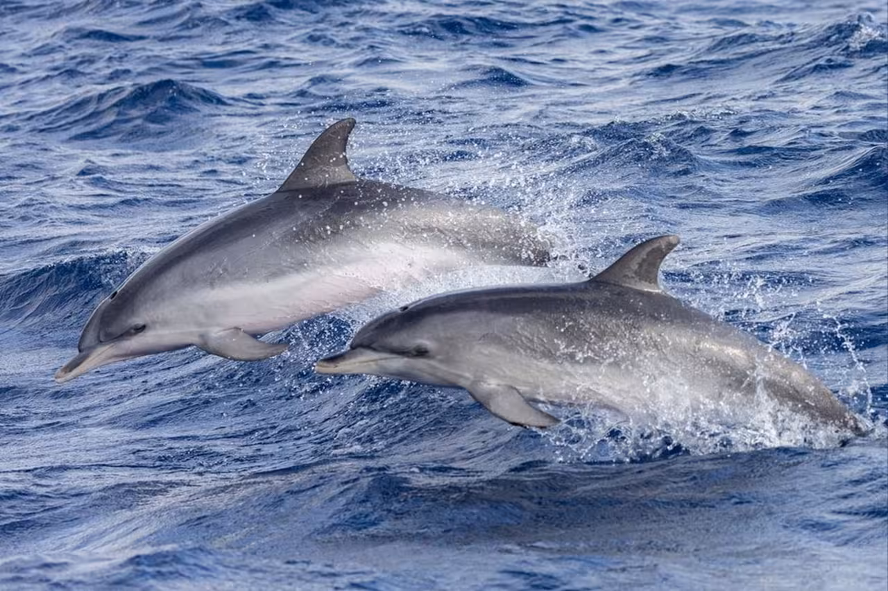 Two dolphins surfacing and splashing in the Atlantic on a Terceira Island half-day dolphin watching cruise, Azores