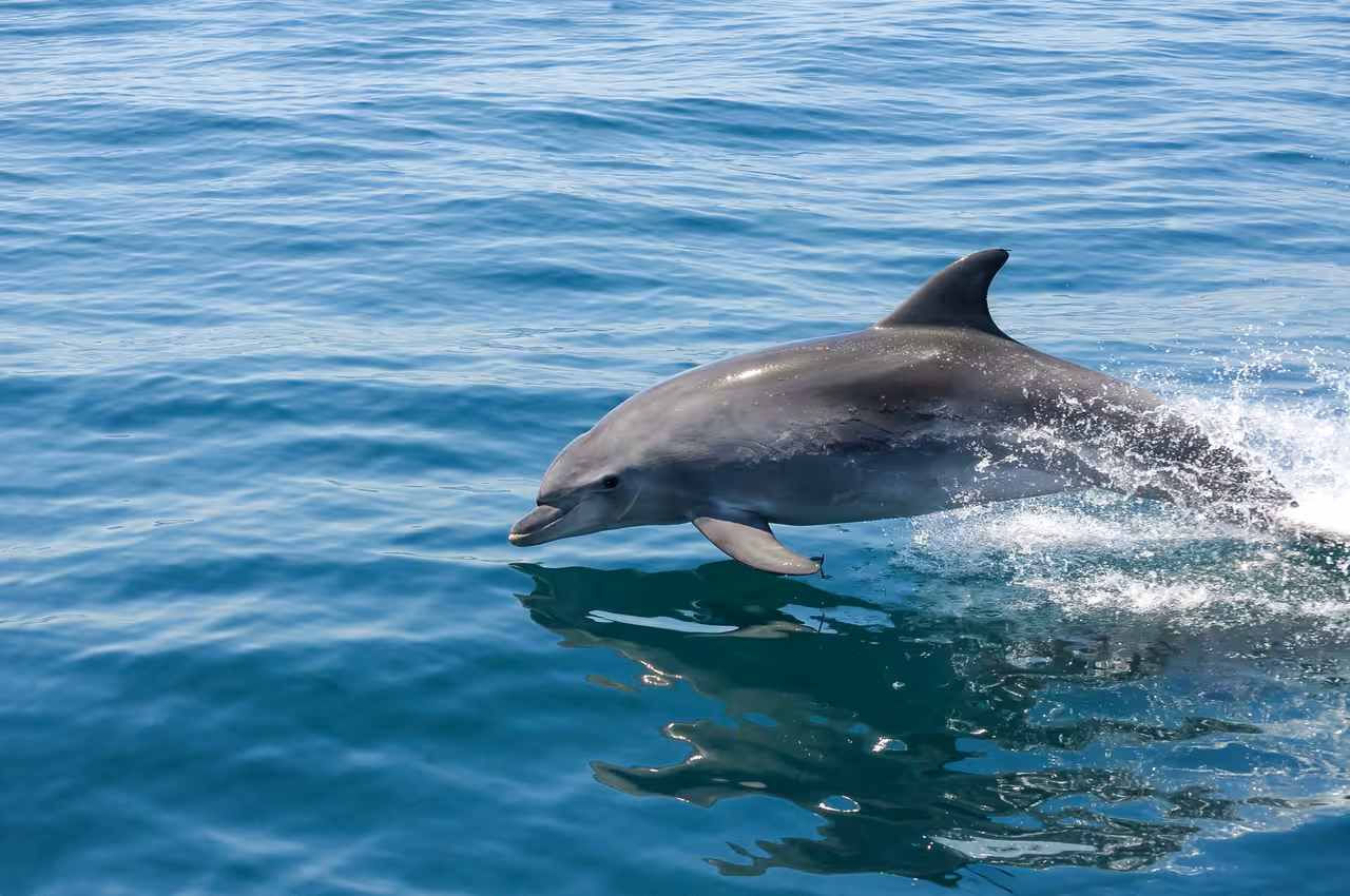 A dolphin leaping from the sparkling Atlantic Ocean during an Albufeira dolphin and Benagil Caves catamaran cruise