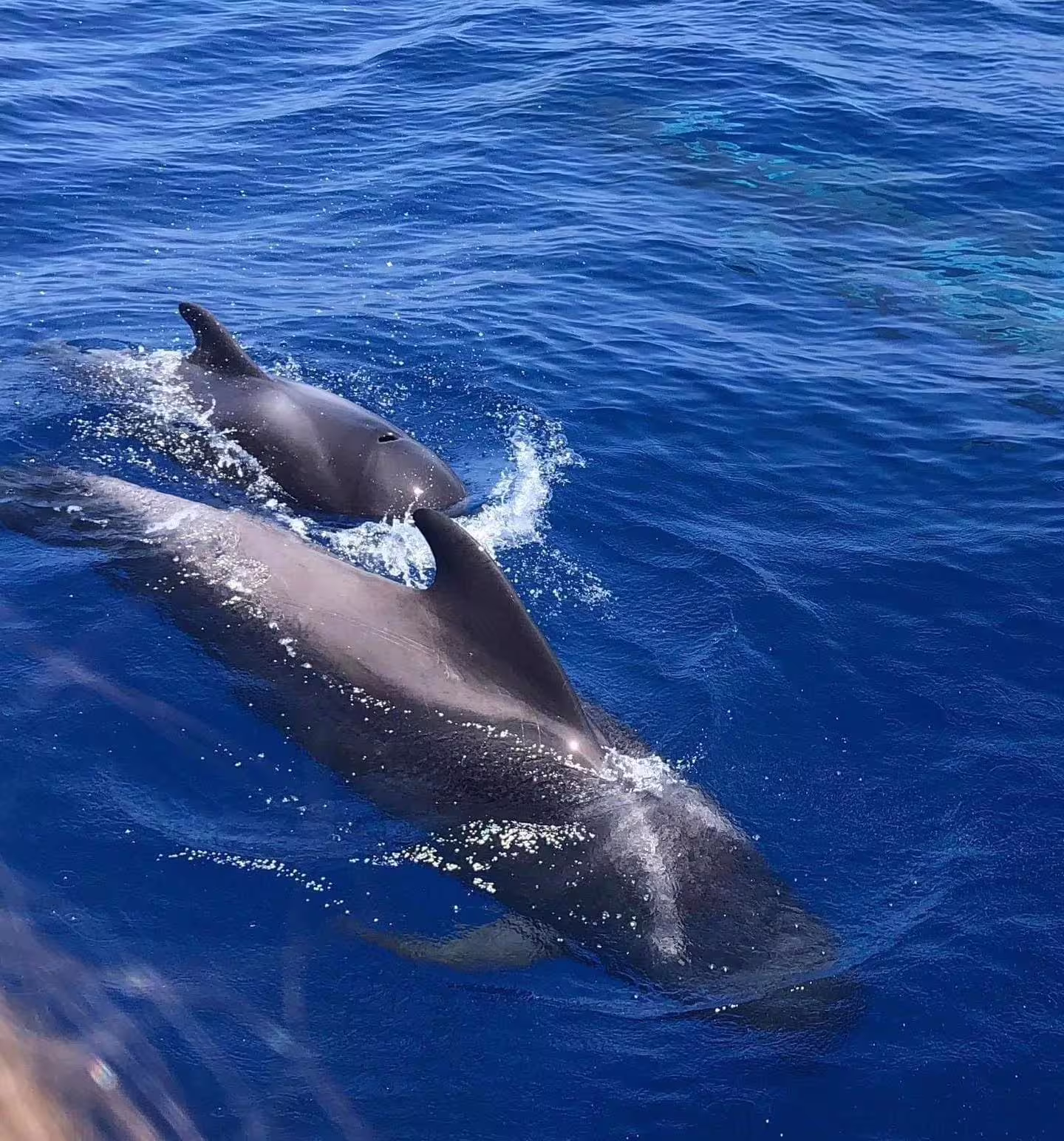Close-up of dolphins swimming gracefully alongside a yacht on a whale and dolphin watching tour in Puerto Colón.