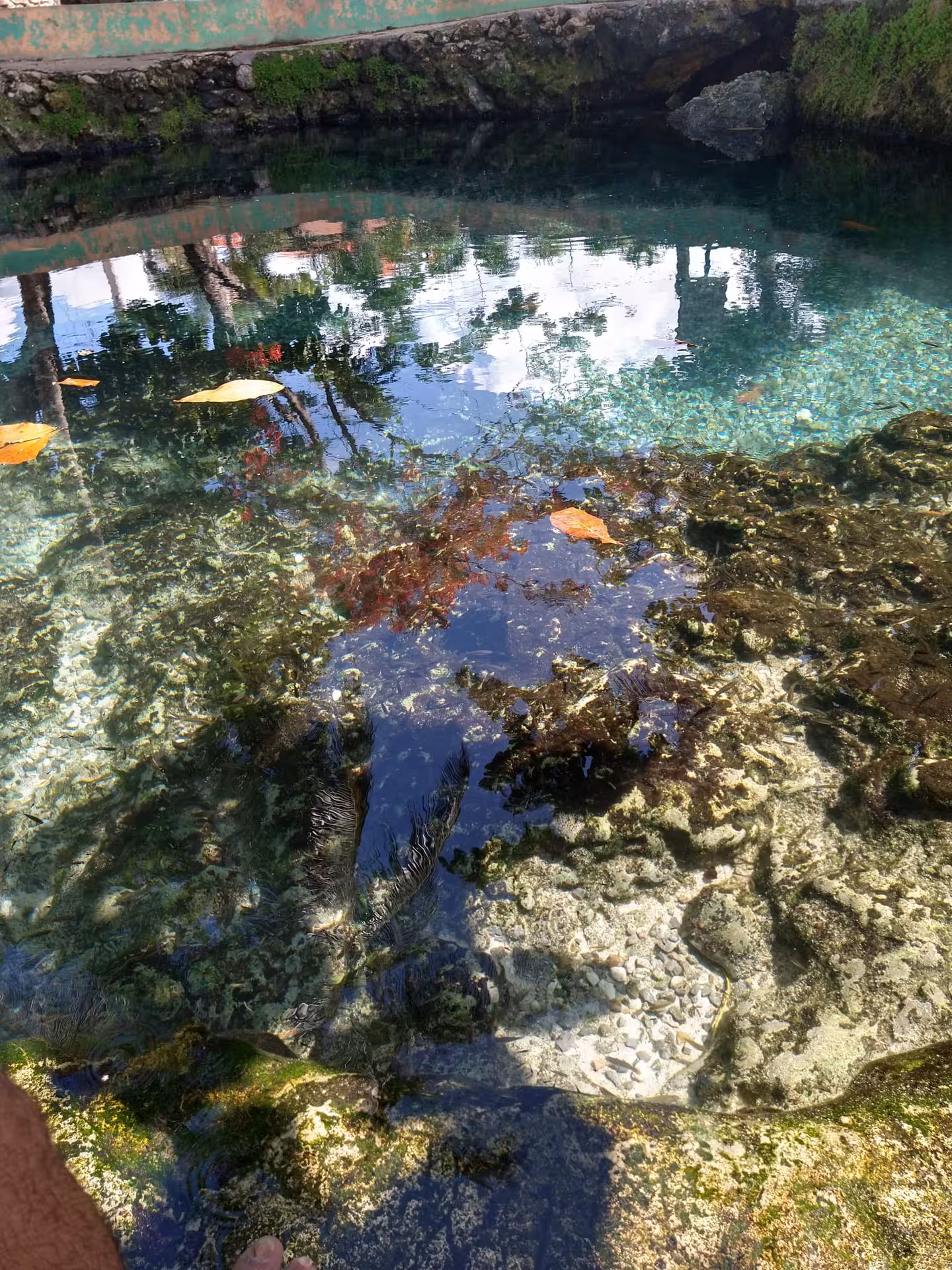 Crystal-clear Dominican cenote lagoon with coral rock and floating leaves, ideal stop on culture immersion tour