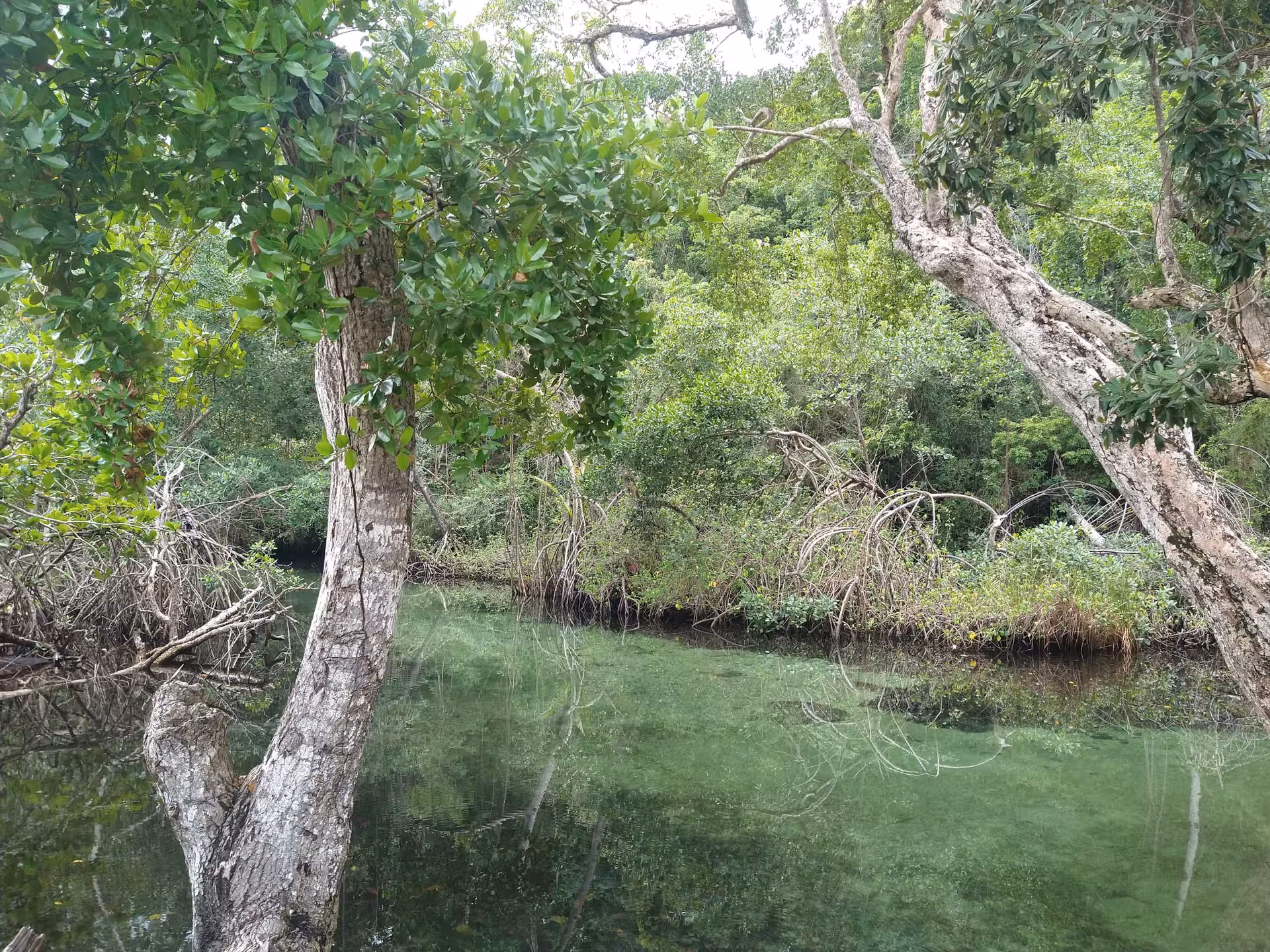 Lush Dominican mangrove lagoon with clear green water, a serene eco stop on a Dominican culture tour