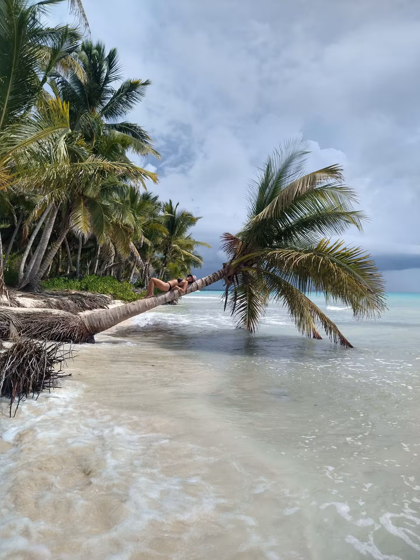 Leaning palm over turquoise surf at a Dominican Republic beach, perfect Caribbean getaway photo stop