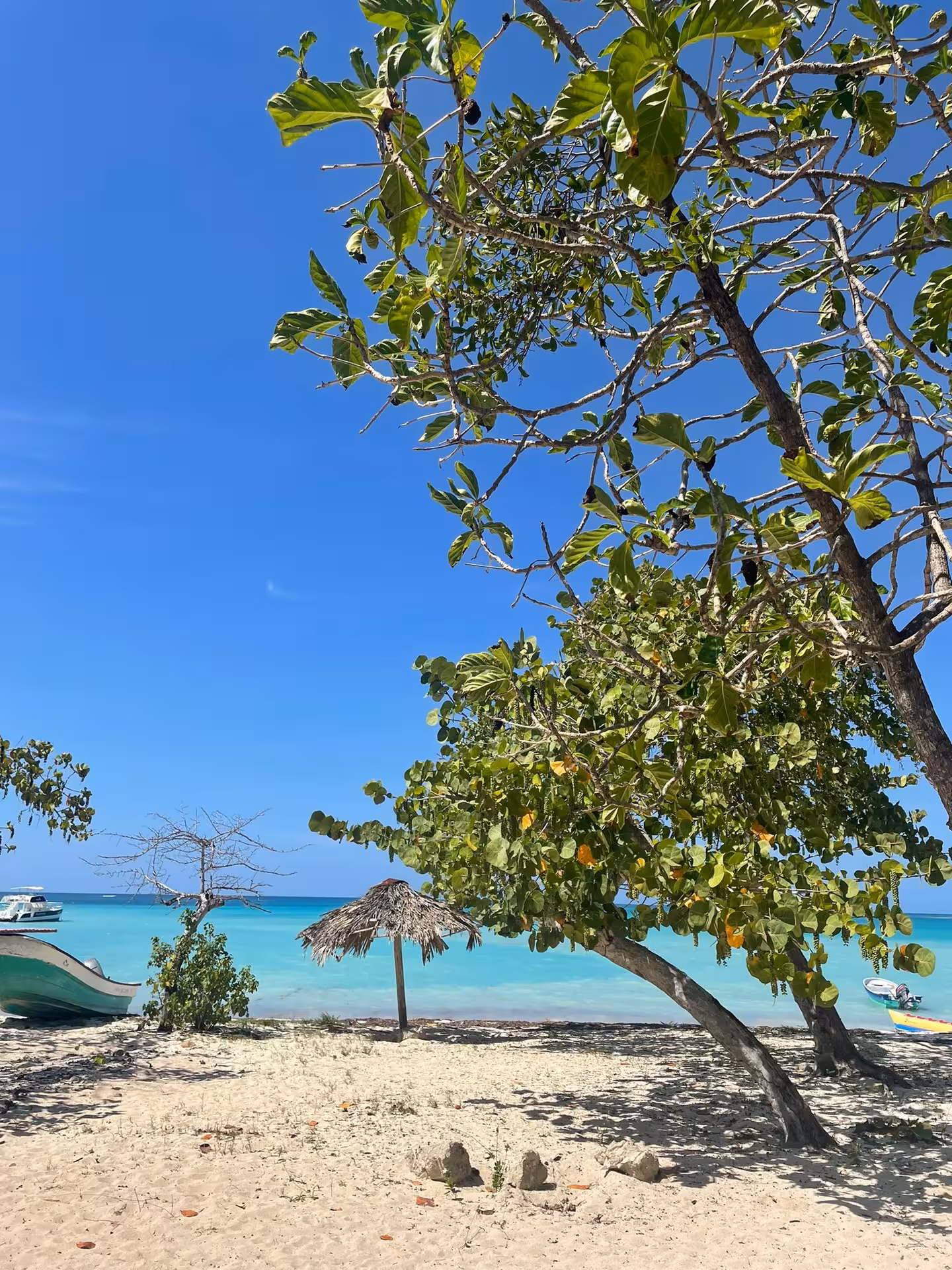 Secluded Dominican Republic beach with turquoise water, palm shade and thatched hut on a Caribbean getaway