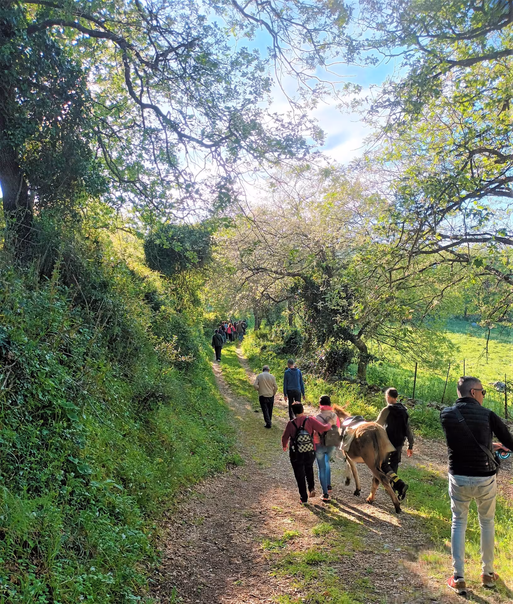 Group hiking with donkeys on a lush green path in Cargeghe, Sassari, under a canopy of trees.