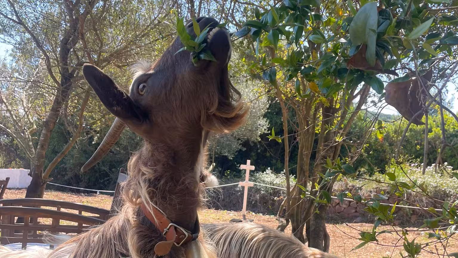 A goat munches on fresh leaves in a rustic Dorgali farm setting, perfect for an authentic farm experience.