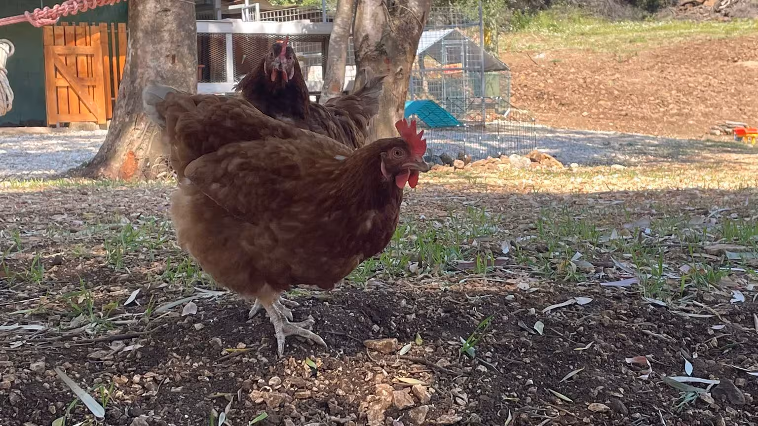 Chickens roam freely on a Dorgali farm, enhancing the authentic rural experience for visitors.